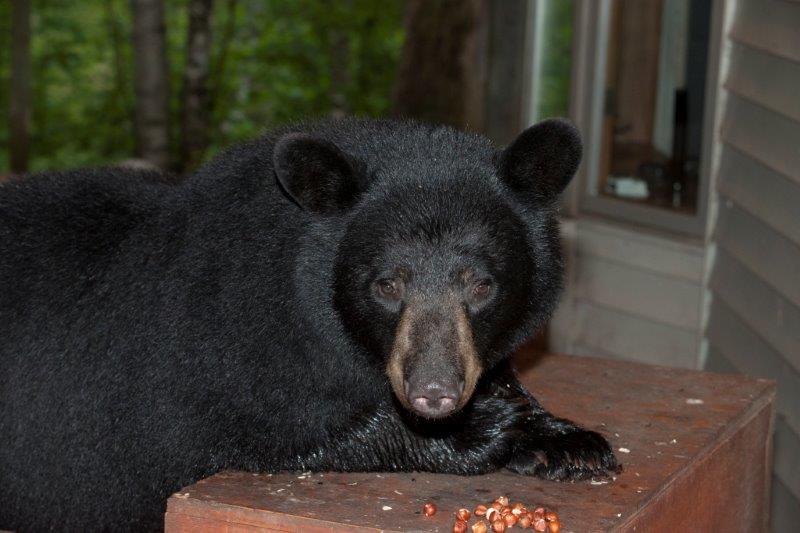Sophie eating hazelnuts