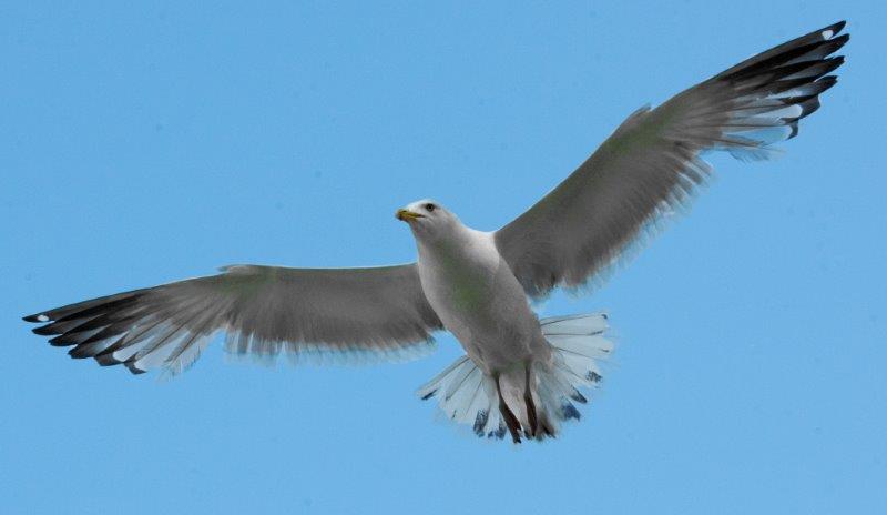Herring Gull