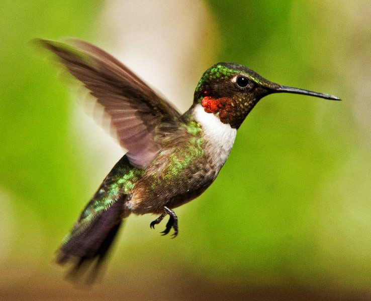 Hummingbird