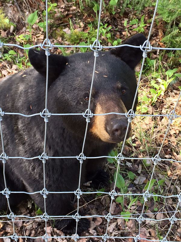 Wild bear at the NABC
