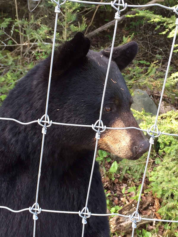 Wild bear at the NABC