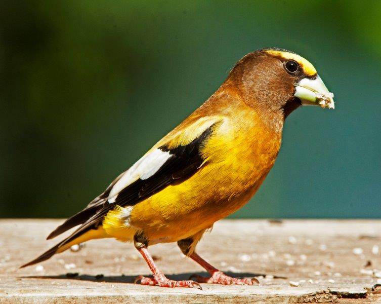 Evening Grosbeak