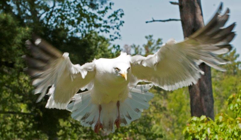 Herring Gull