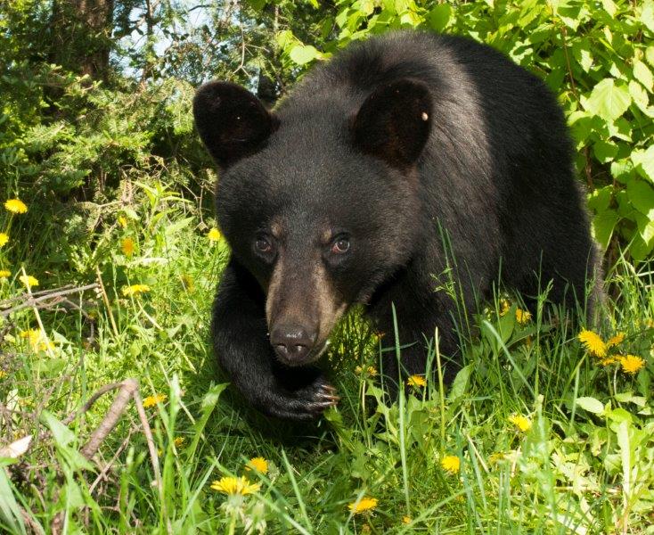 Lorie approaching warily