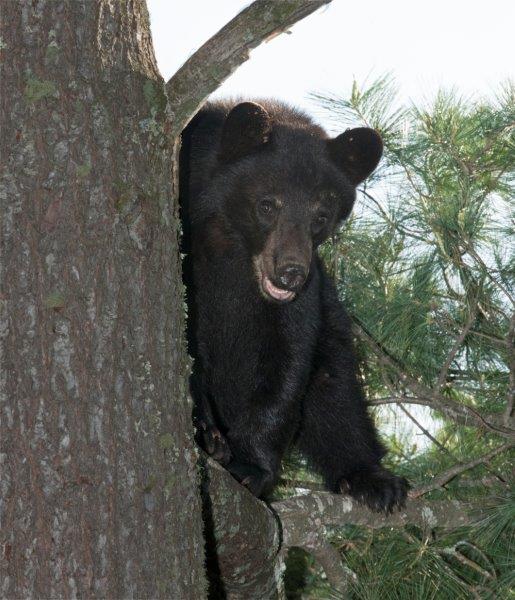 Mike up a white pine
