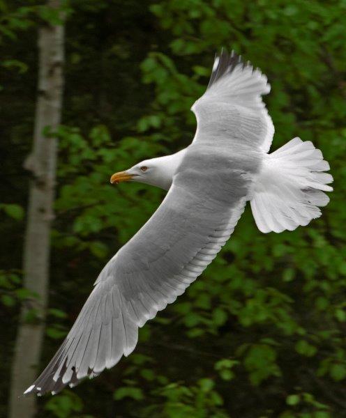 Herring Gull
