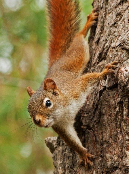 Red Squirrel