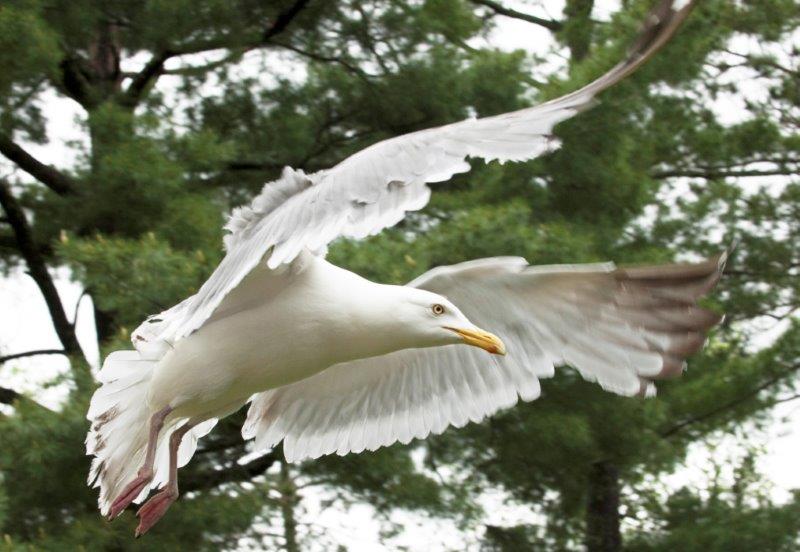 Herring gull flying
