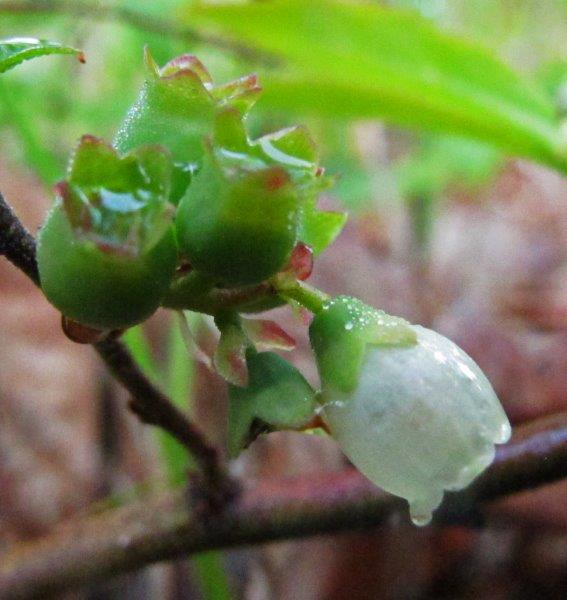 Blueberry blossoms and berries