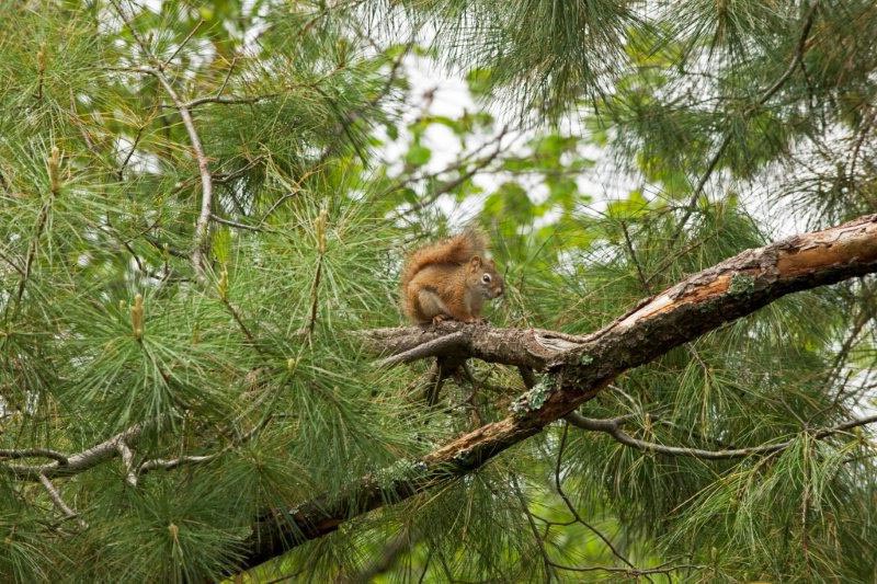 Red Squirrel