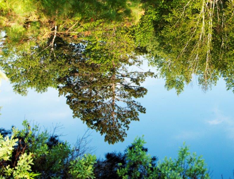 Reflection in pond