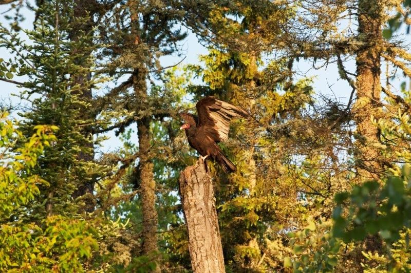 Turkey Vulture surrounded by trees
