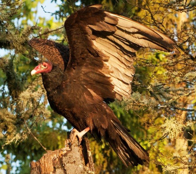 Close-up of Vulture