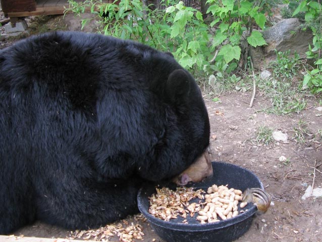 Ted and Chip share nuts from Nuts.com