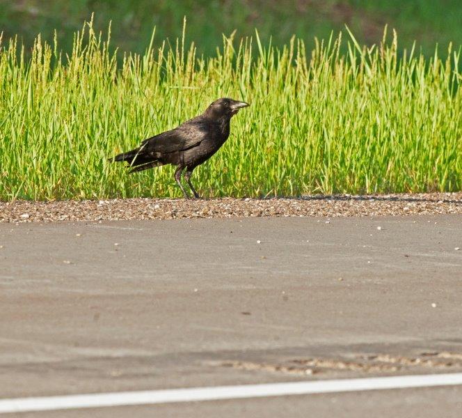 Crow beside the highway
