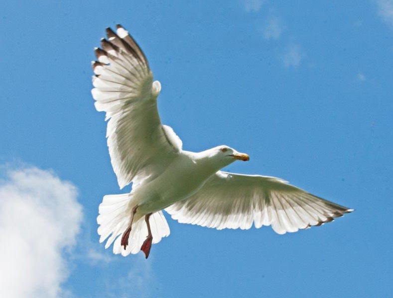 Herring gull flying