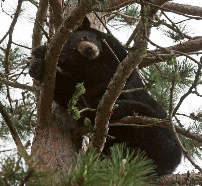 Lily sleeping high in a red pine