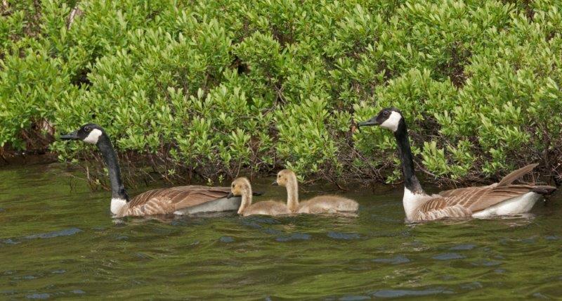 Canada geese family