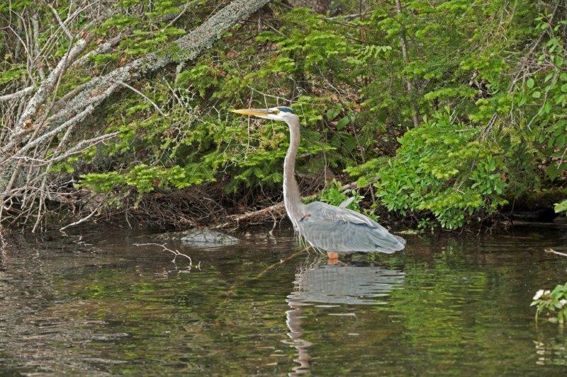 Great blue heron