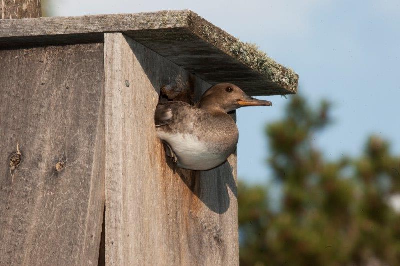 Hooded merganser nest box