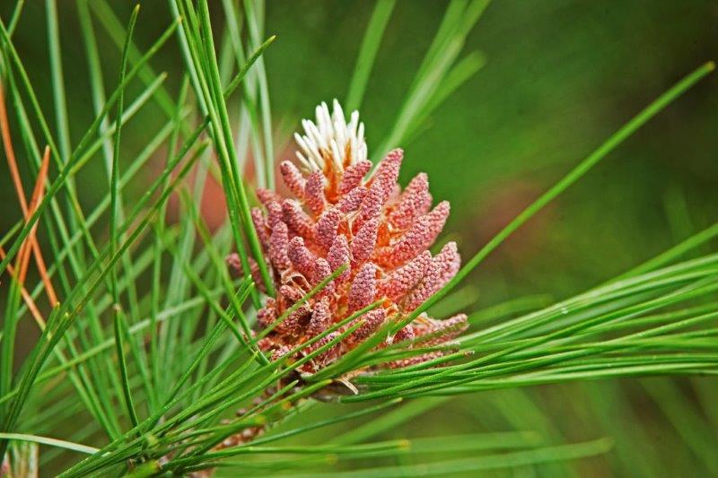 Red male pine cones