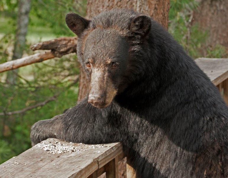 Fern looking at gull