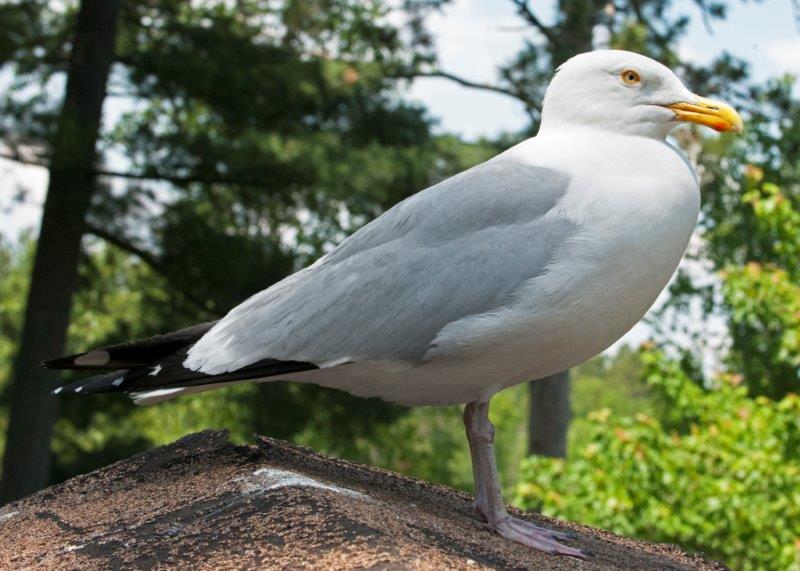 Herring gull