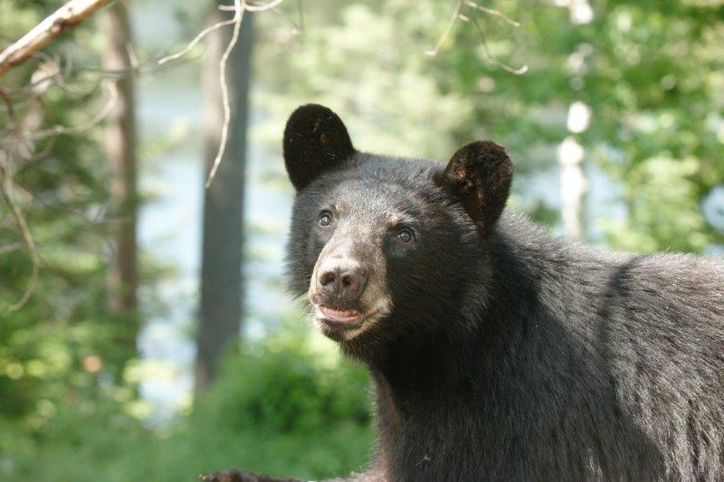 Mike looking where Gull swooped in