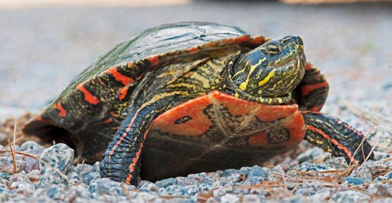 Painted Turtle digging