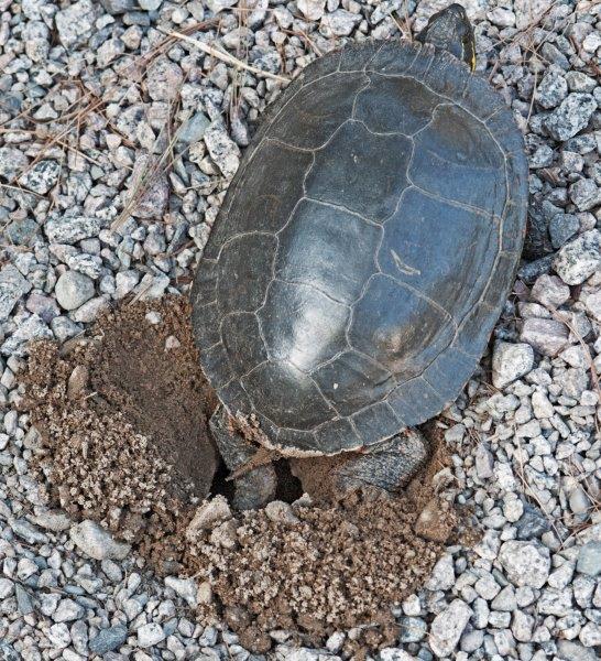 Painted turtle digging