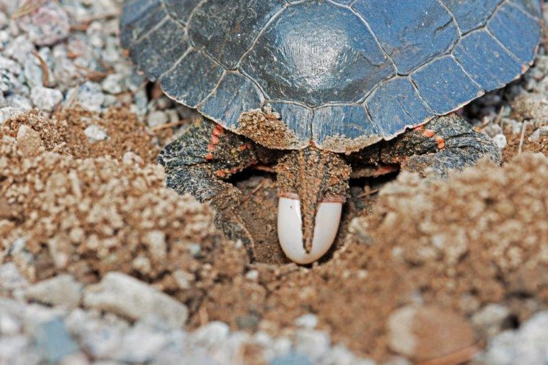 Painted turtle laying eggs