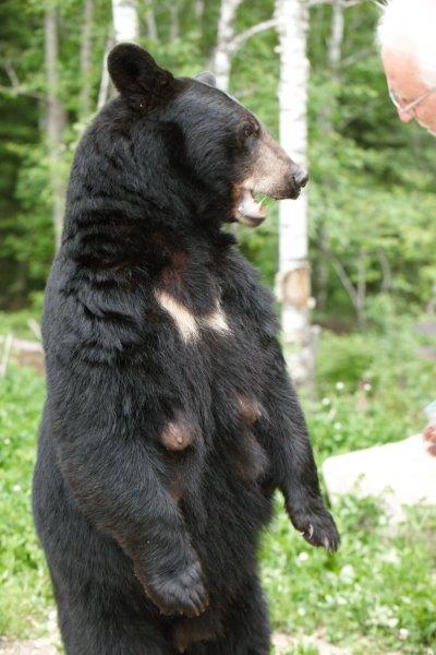 Braveheart and Lynn Rogers