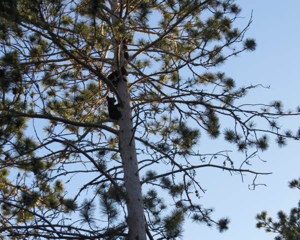 Lily's cubs up a tree