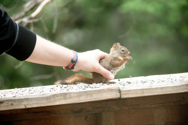 Petting squirrel
