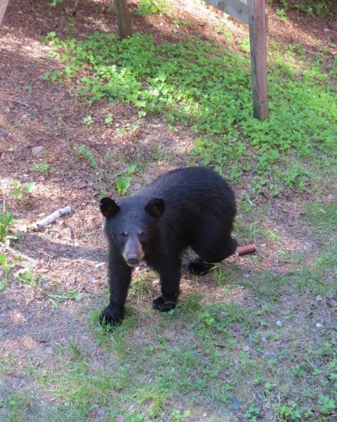 unknown yearling - possibly one of Jewel's