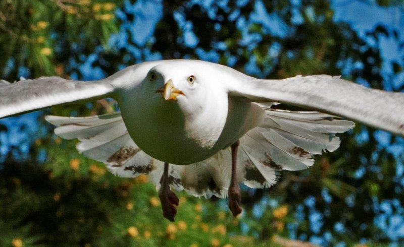 Coming in for a landing