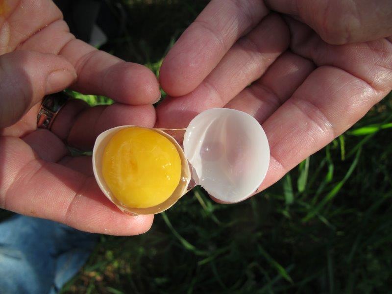 Broken snapping turtle egg