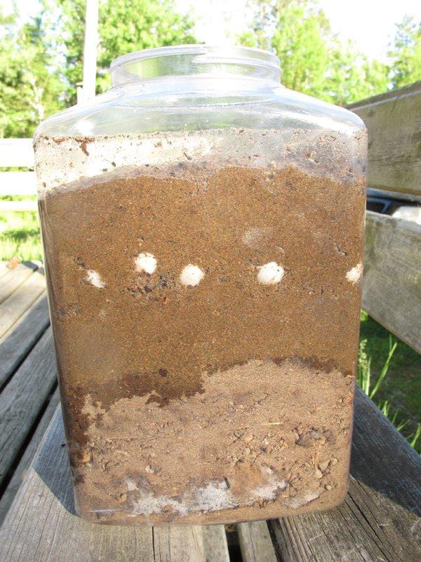 Eggs buried and hopefully incubating