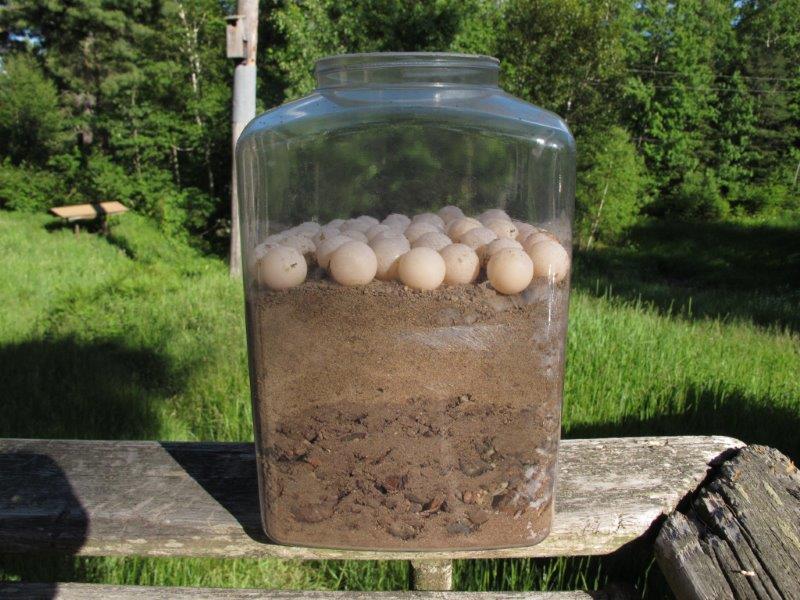 50 extracted turtle eggs