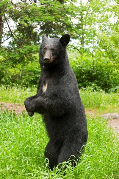 Daisy - June 19, 2015