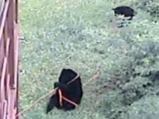 Lucky playing with the hose