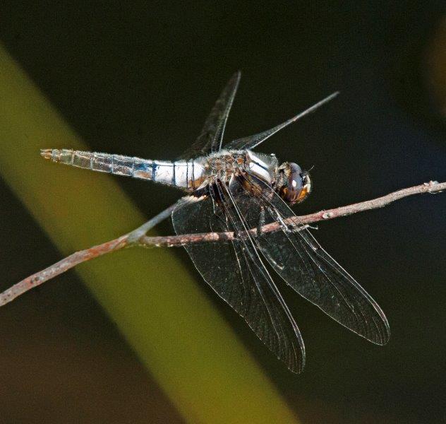 Chalk-fronted Corporal Dragonfly