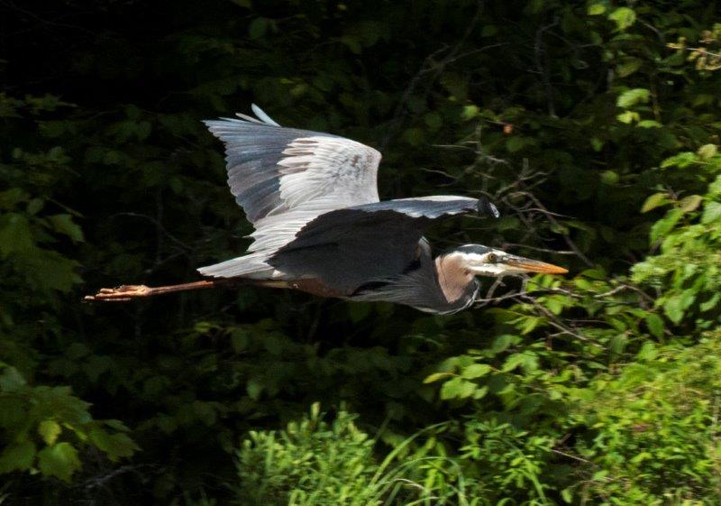 Great Blue Heron