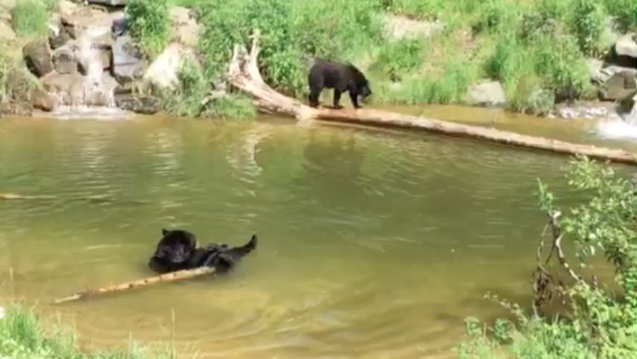 Holly and Lucky in the pond - 6/21/15