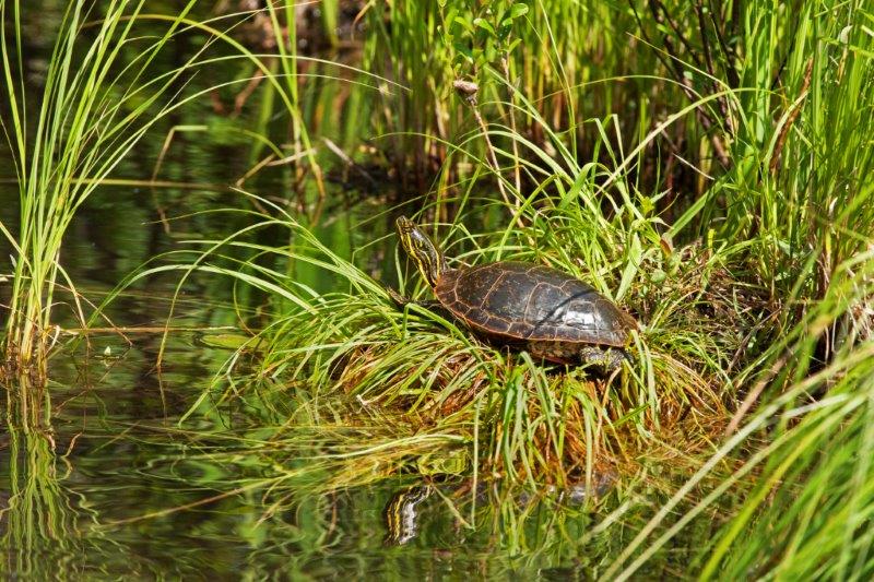 Painted Turtle