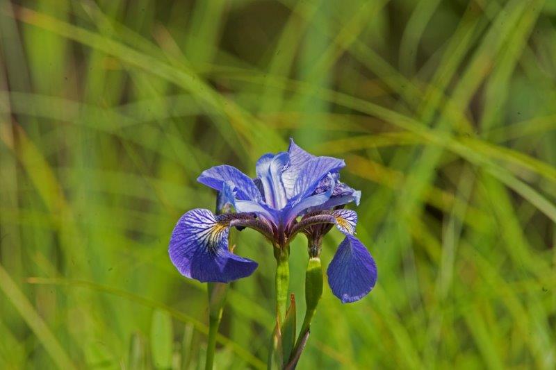 Wild Iris