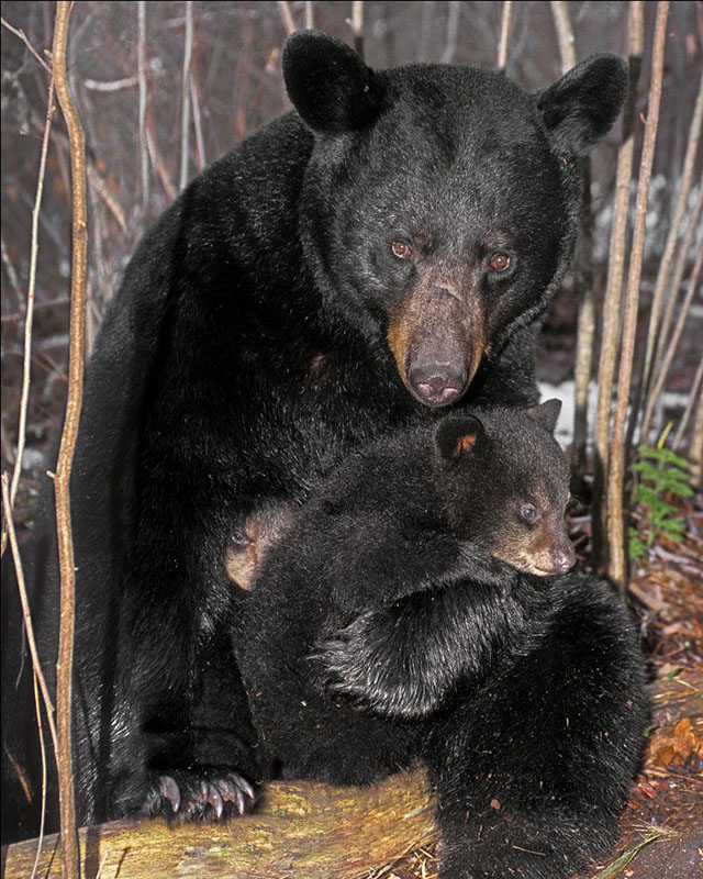 Original Blackheart photo