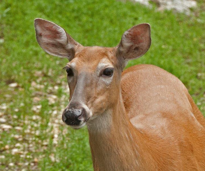 Sleek deer