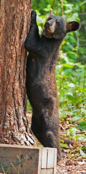 Lily's brown female cub
