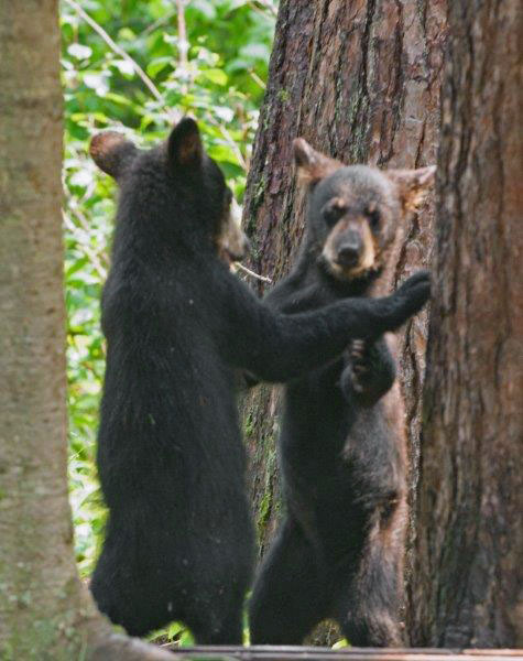 Lily's Male and Female cubs
